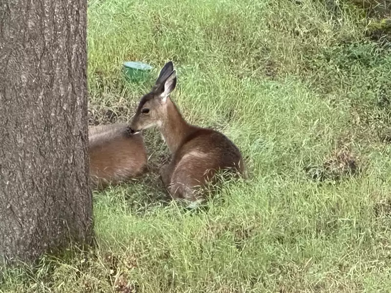 Deer friends joined the party
